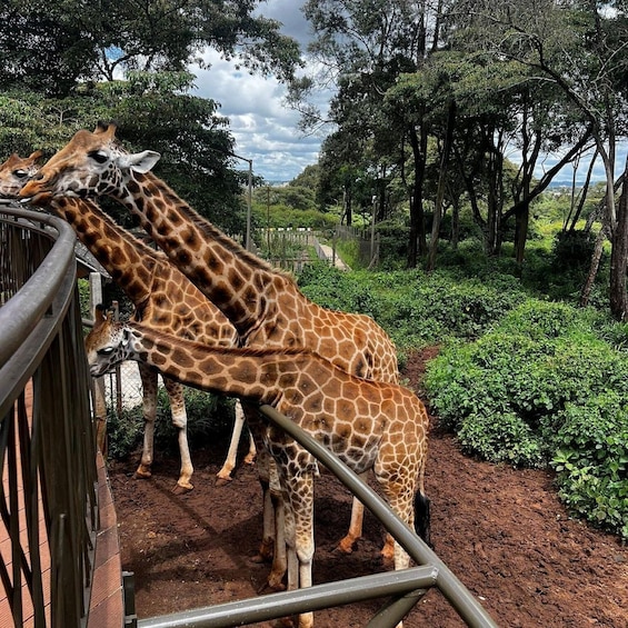 Picture 53 for Activity Karen Blixen, Beads Factory, Giraffe Center & Bomas Day Tour 3