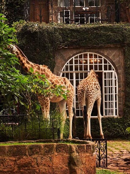 Picture 21 for Activity Karen Blixen, Beads Factory, Giraffe Center & Bomas Day Tour 3