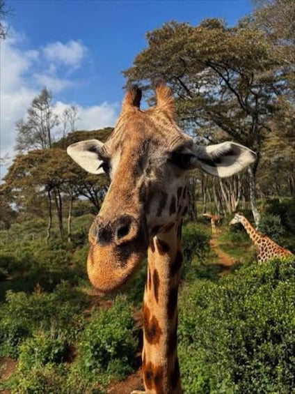 Picture 54 for Activity Karen Blixen, Beads Factory, Giraffe Center & Bomas Day Tour 2
