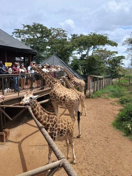 Picture 40 for Activity Karen Blixen, Beads Factory, Giraffe Center & Bomas Day Tour 4