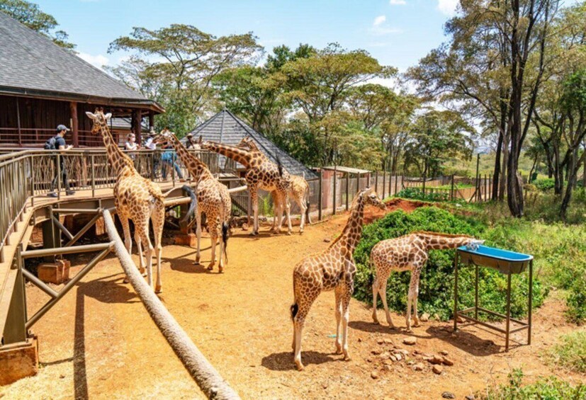 Picture 4 for Activity Karen Blixen, Beads Factory, Giraffe Center & Bomas Day Tour 2