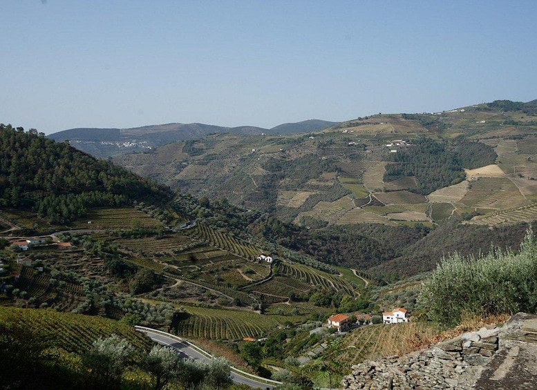 Picture 22 for Activity From Porto: Douro Valley Hike w/ Picnic at a boutique Winery 5