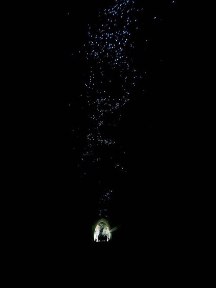 Picture 3 for Activity Guided Evening Glow Worm Experience - Byron Bay 4
