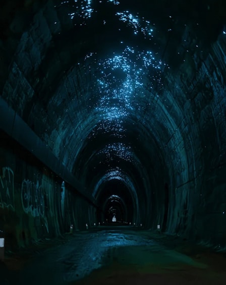Guided Evening Glow Worm Experience - Byron Bay 1