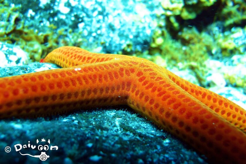 Picture 9 for Activity Costa Teguise: Guided 2-hour Snorkeling Tour for all levels 2