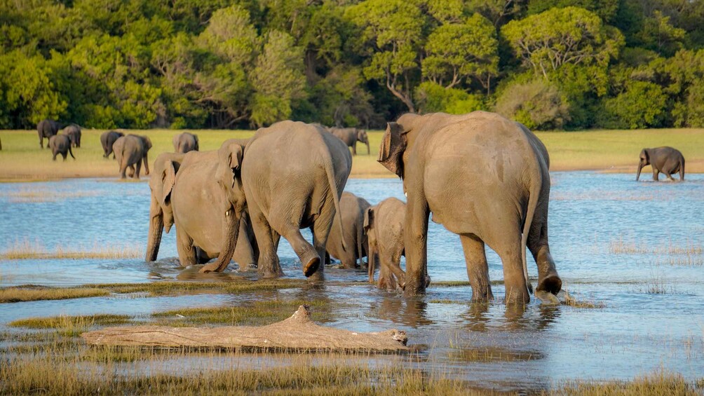 A herd of elephants wading in a shallow water body with a grassy and tree-lined background. 2