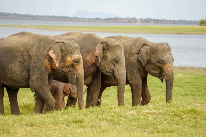 A group of elephants standing in a grassy field with a body of water and mountains in the background. 2