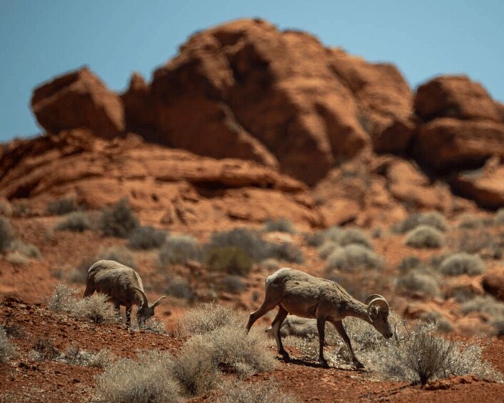 Picture 4 for Activity Las Vegas- Offroad Experience Wildlife, Ghost Towns and more 3