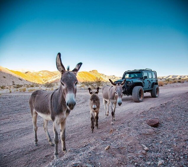 Off-road Desert Adventure Secrets of the Old West, Wild Life 1
