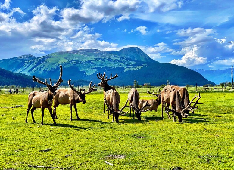 Picture 3 for Activity Alaska Wildlife Conservation Center: Admission Ticket 2