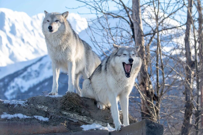 Picture 2 for Activity Alaska Wildlife Conservation Center: Admission Ticket 4