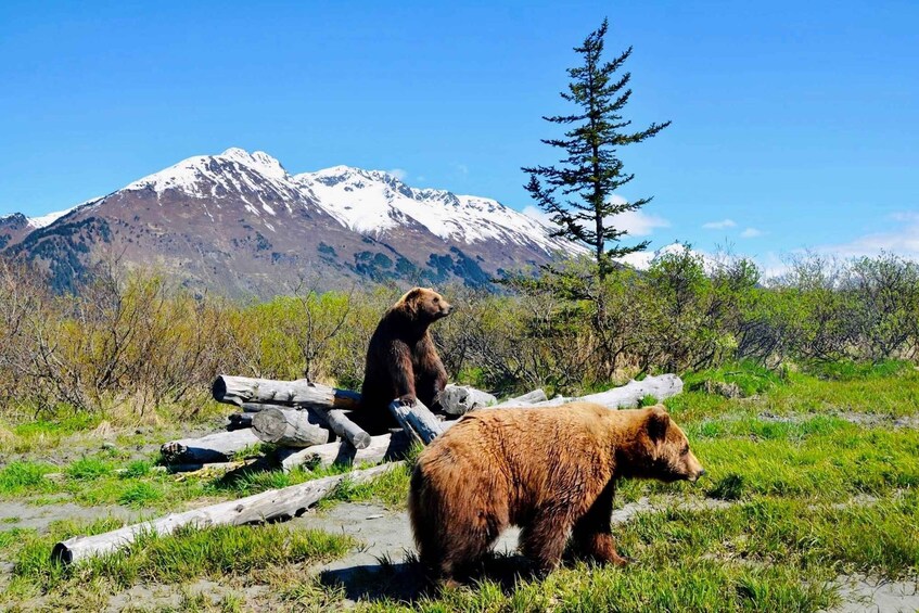 Alaska Wildlife Conservation Center: Admission Ticket 1