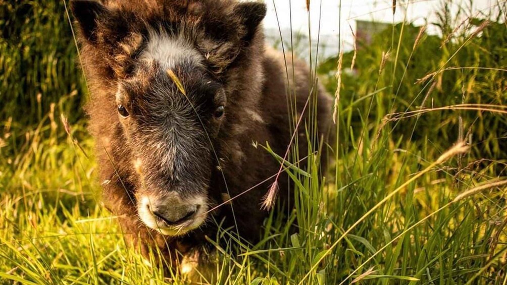 Picture 9 for Activity Alaska Wildlife Conservation Center: Admission Ticket 3