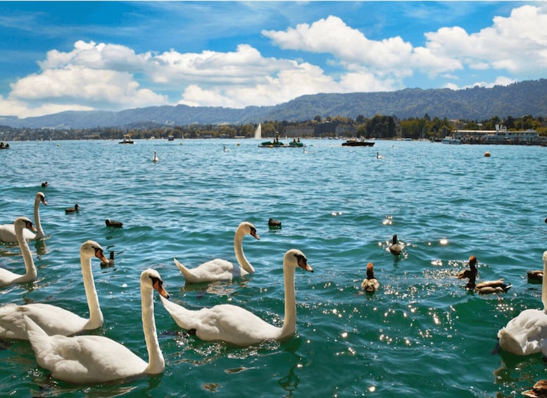 Swans swimming in a lake with boats and mountains in the background. 5