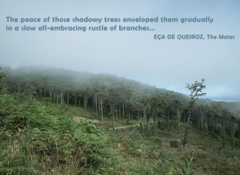A dense forest with a misty atmosphere and a single tree in the foreground. 4