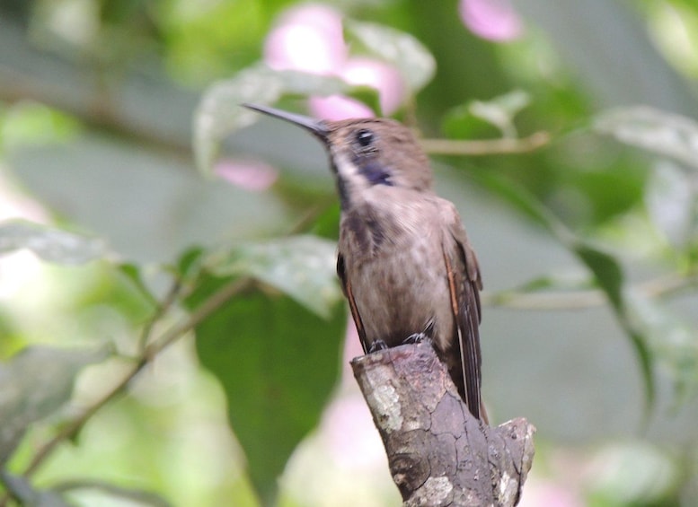 Picture 49 for Activity From Quito: Guided Day Trip to the Mindo Cloud Forest 5