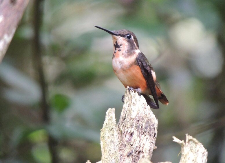 Picture 48 for Activity From Quito: Guided Day Trip to the Mindo Cloud Forest 4