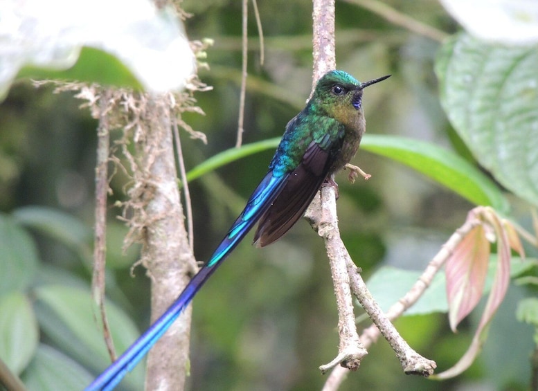Picture 16 for Activity From Quito: Guided Day Trip to the Mindo Cloud Forest 5