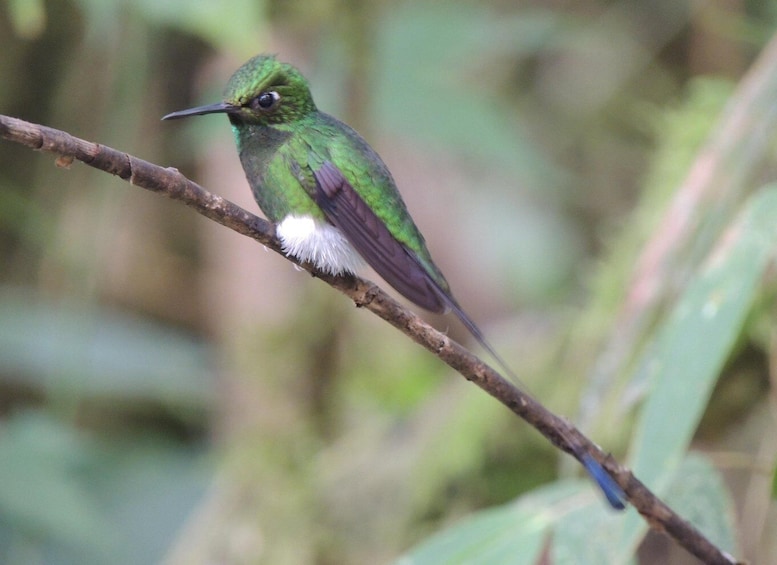 Picture 44 for Activity From Quito: Guided Day Trip to the Mindo Cloud Forest 3