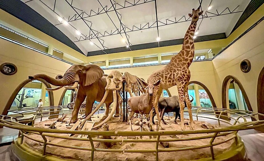Picture 2 for Activity Nairobi Park, Giraffe & Elephant Orphanage with Museum Visit 2