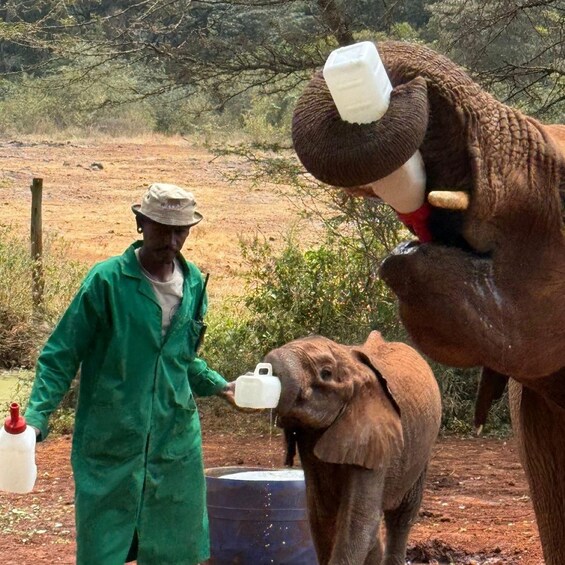 Picture 74 for Activity Nairobi Park, Giraffe & Elephant Orphanage with Museum Visit 4