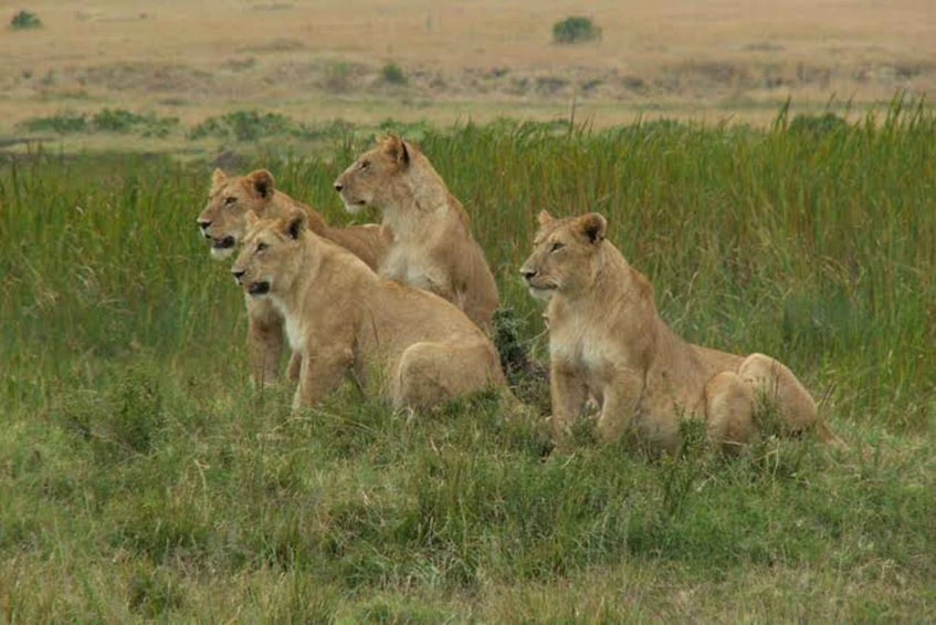 Nairobi Park, Giraffe & Elephant Orphanage with Museum Visit 1