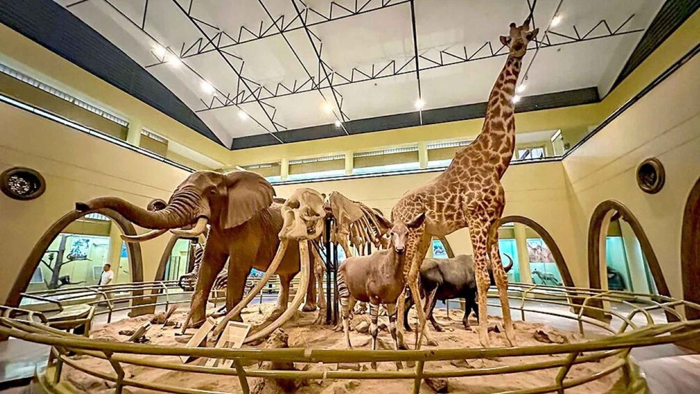 Picture 2 for Activity Nairobi Park, Giraffe & Elephant Orphanage with Museum Visit 2