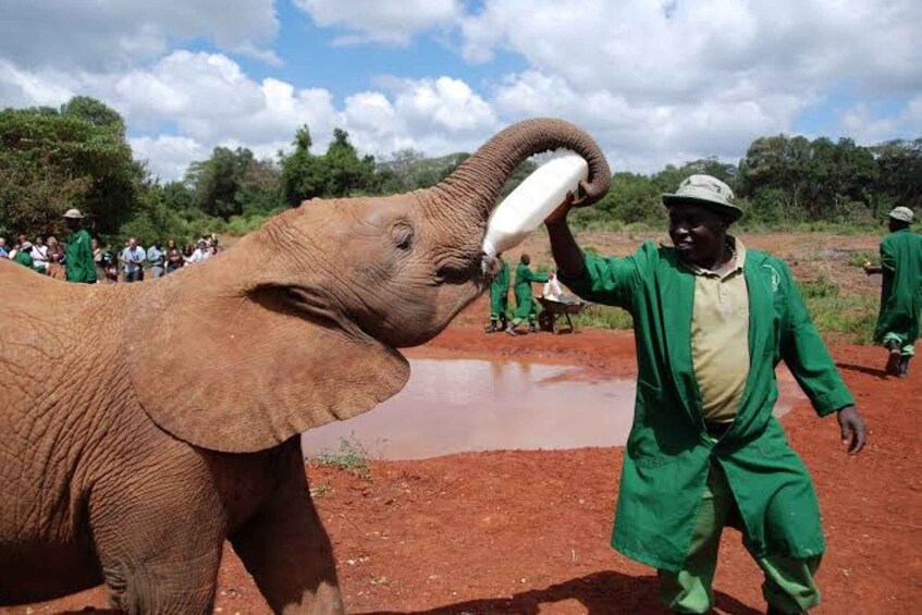 Picture 28 for Activity Nairobi Park, Giraffe & Elephant Orphanage with Museum Visit 3