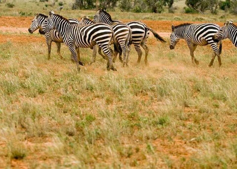 Picture 62 for Activity Nairobi Park, Giraffe & Elephant Orphanage with Museum Visit 4