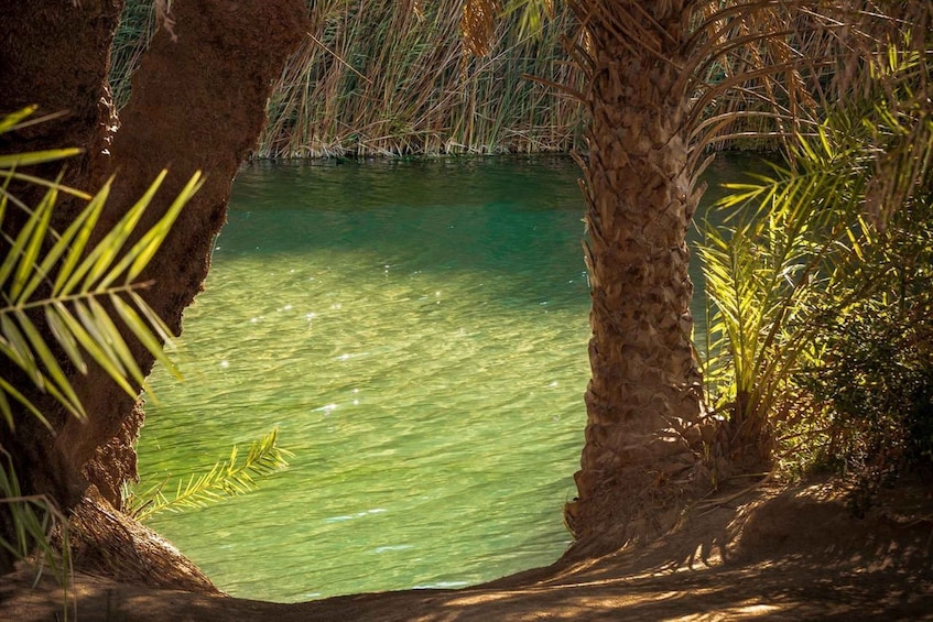 A clear green pond surrounded by palm trees and vegetation. 5