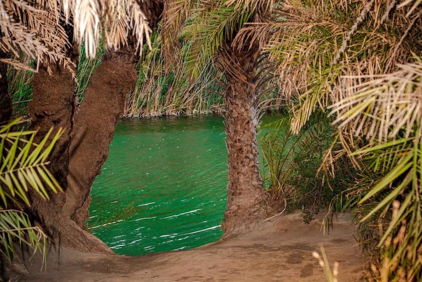 A natural pool surrounded by palm trees. 5