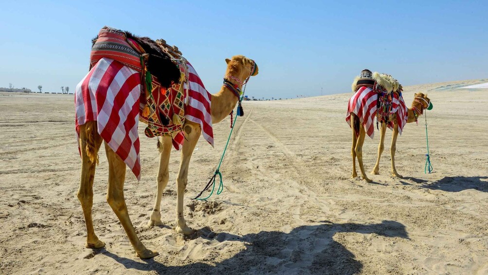 Three camels with American flags and decorative blankets in a desert. 5