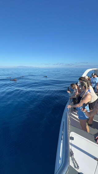 A boat with people observing dolphins in the ocean. 4