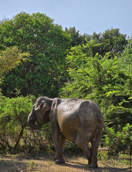 Picture 5 for Activity Ella - Udawalawa Safari - Drop to Tangalle/Mirissa/Galle 3
