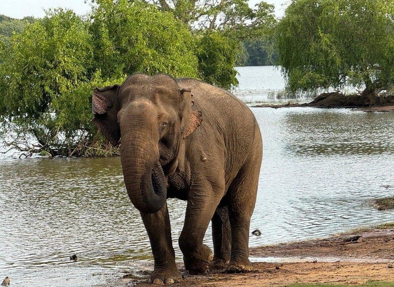 Picture 4 for Activity Ella - Udawalawa Safari - Drop to Tangalle/Mirissa/Galle 2