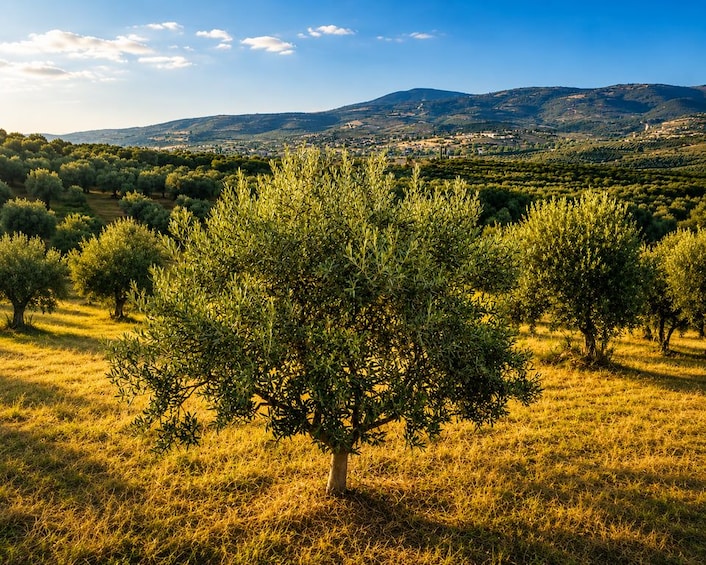 An olive grove with a mountain range in the background. 3