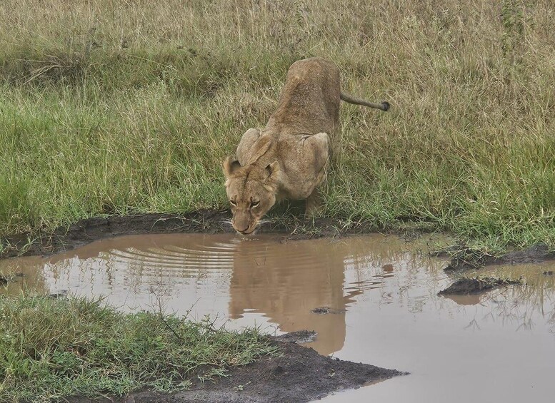 A lion drinking water from a puddle in a grassy area. 1