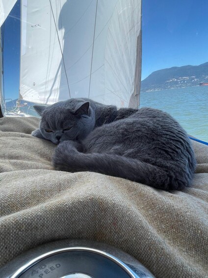 Picture 10 for Activity Vancouver: Mosquito Creek and English Bay Sailboat Cruise 4