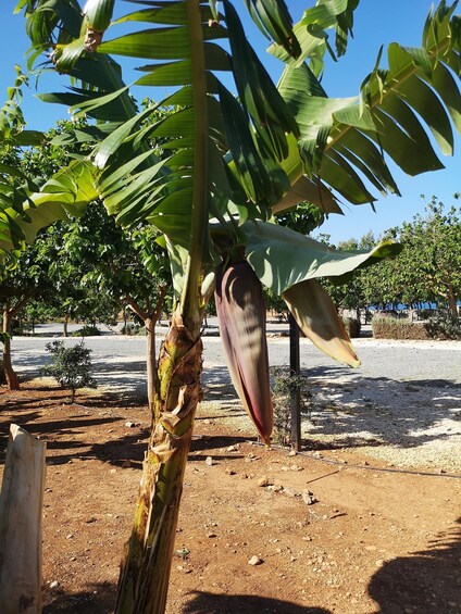 A banana tree with a large fruit hanging from it, surrounded by other trees and a gravel path. 2