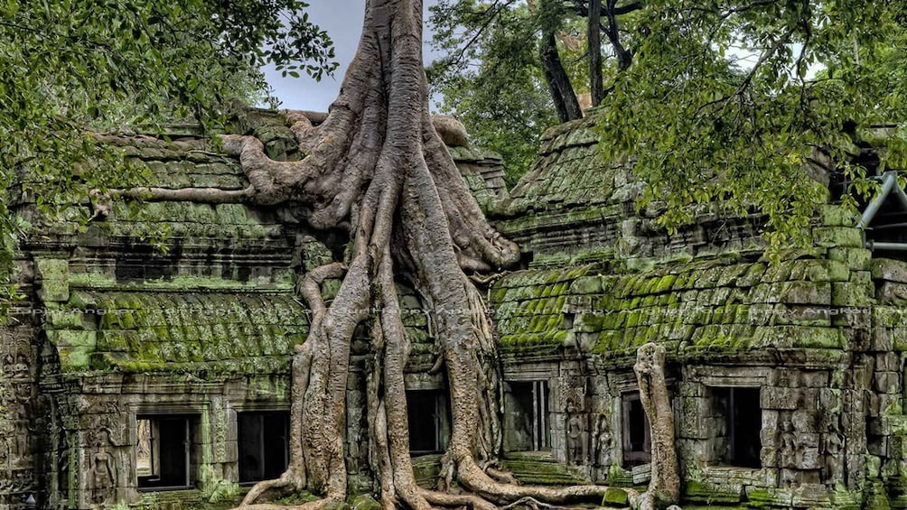 A large tree with extensive roots growing through ancient stone ruins. 4