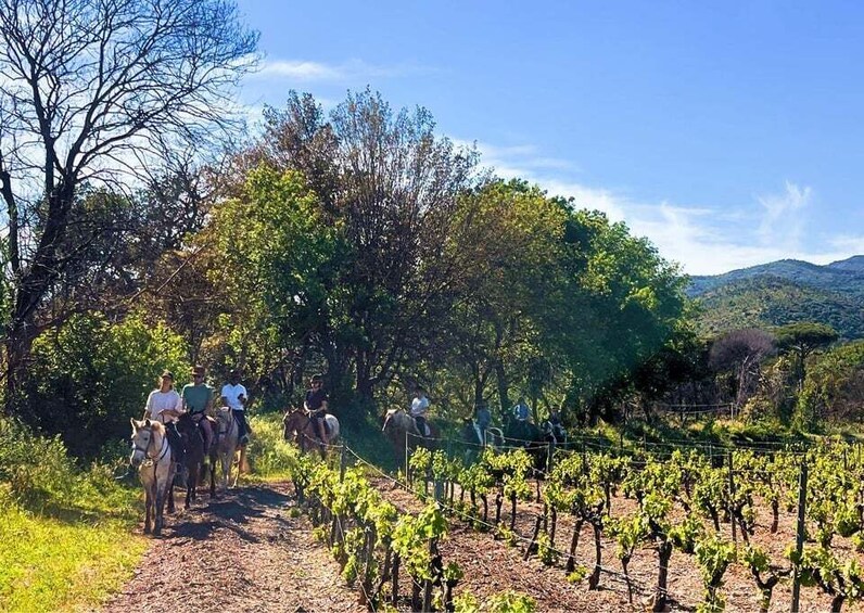 A group of people riding horses along a dirt path in a vineyard. 2