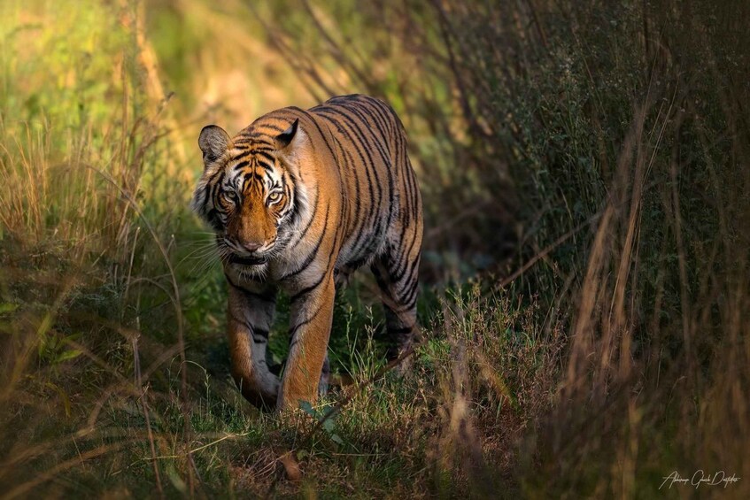 Delhi: Private 3-Days Jaipur & Ranthambore Tiger Safari Tour 1
