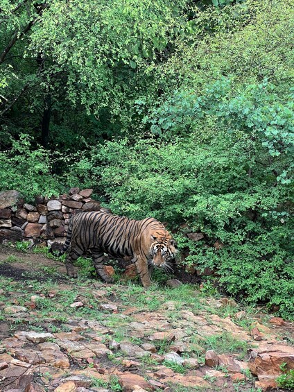 Picture 12 for Activity Delhi: Private 3-Days Jaipur & Ranthambore Tiger Safari Tour 2