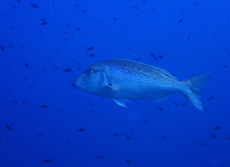 Picture 2 for Activity Ajaccio: Boat Cruise with Snorkeling 2