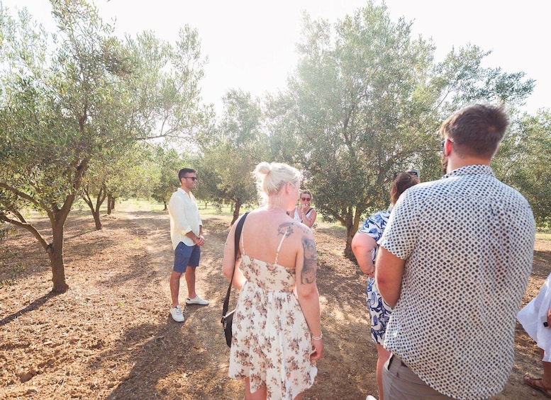 Picture 17 for Activity Balestrate: Olive Grove Tour with Wines & Olive Oil Tasting 3
