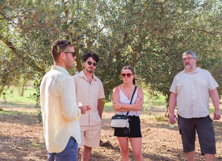 Picture 1 for Activity Balestrate: Olive Grove Tour with Wines & Olive Oil Tasting 2