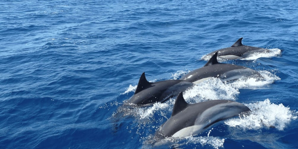 A group of dolphins swimming in the ocean. 2