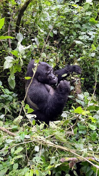 Picture 9 for Activity 3 Days Uganda for Gorillas in Bwindi Forest and Shoe Bill 2
