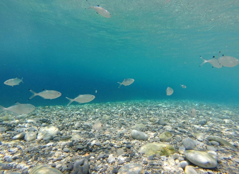 An underwater scene with a school of fish swimming over a rocky seabed. 3