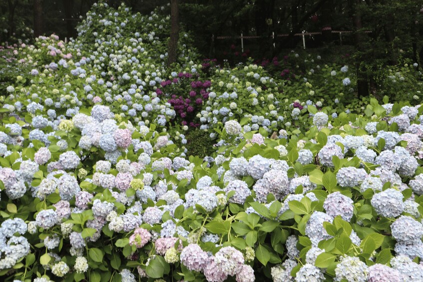 A garden with hydrangea bushes in various shades of blue and pink. 5